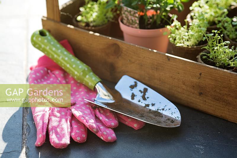 Truelle à main avec des gants de jardinage et des plants de Lobelia dans des pots biodégradables prêts à être plantés