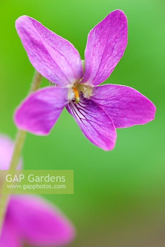 Viola odorata 'Josephine' - Groves Nursery, Bridport, Dorset, Royaume-Uni