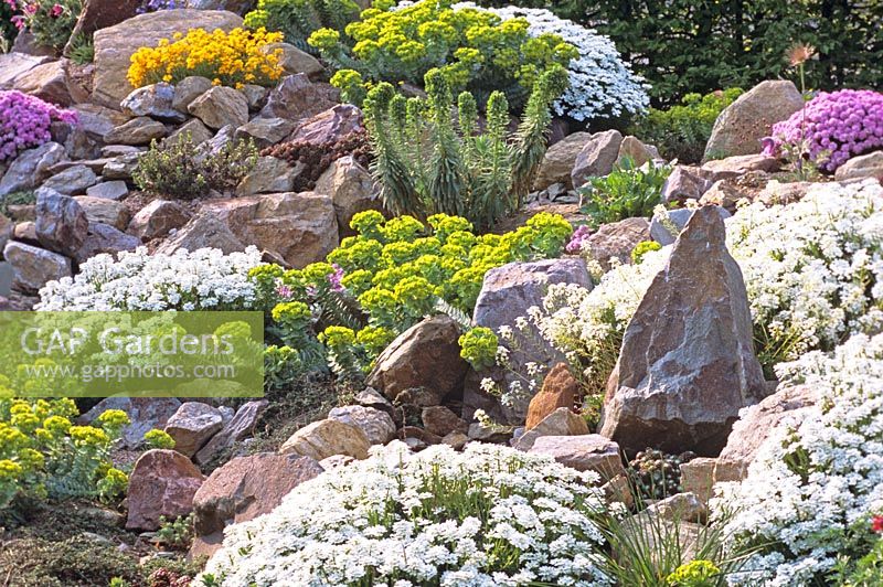 Jardin de rocaille avec Iberis 'Snowball' et Euphorbia