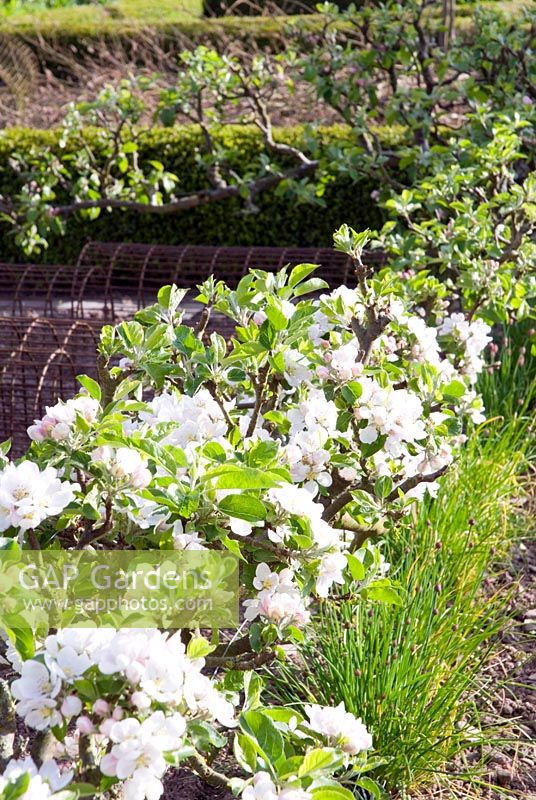 Espaliers de pomme enjambeurs en fleurs sous-plantés de ciboulette