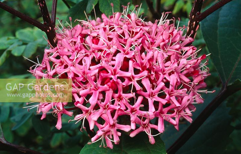 Clerodendrum bungei - Rose Glorybower