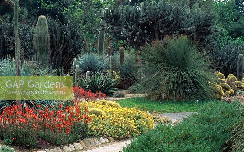 Aloe virens et Carnegiea gigantea dans le Desert Garden Huntington Botanical Gardens, Los Angeles, Californie.