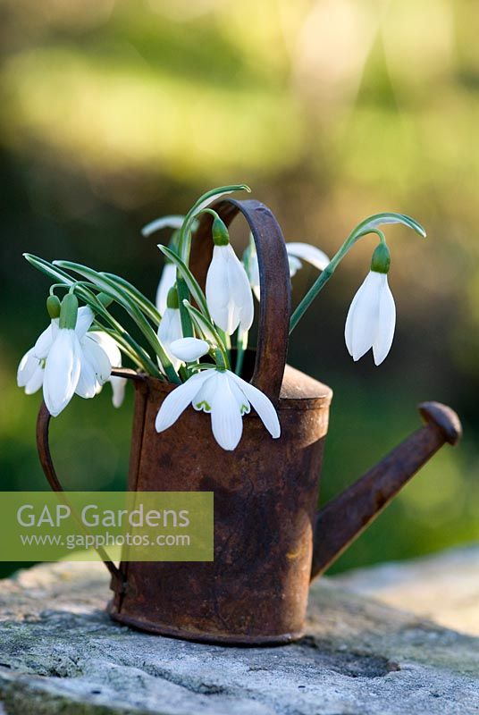 Arrosoir miniature avec Galanthus - perce-neige simples et doubles en février