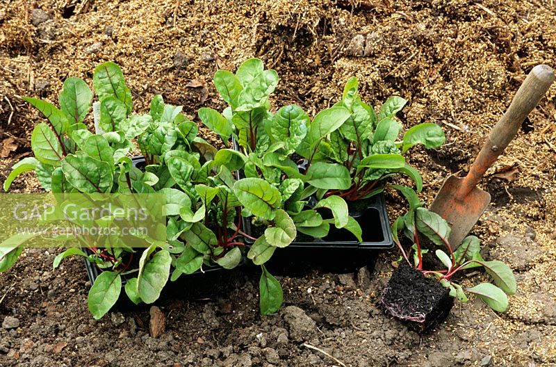 Plantes Ruby Chard cultivées dans des plateaux cellulaires pour éviter le choc de la transplantation et la course aux graines.