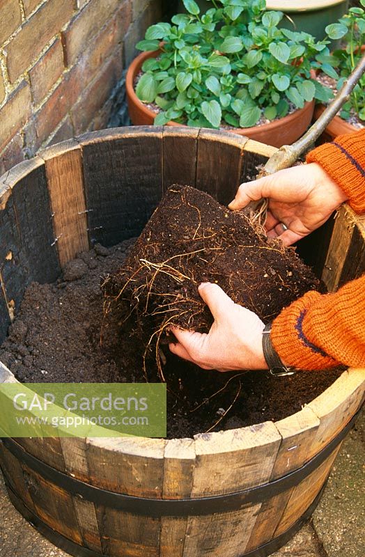 Pommier en pot - Démêlez les racines afin qu'elles puissent se propager vers l'extérieur - en particulier les racines encombrées ou encerclantes