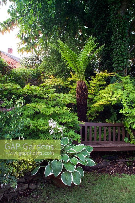 Petit jardin de ville avec une bonne structure, des arbres et des arbustes intéressants. Dicksonia antarctica et banc en bois - Nailsea, Somerset, UK