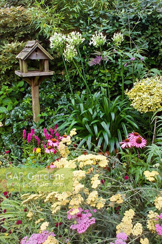 Petit jardin de ville avec une bonne structure, des arbres et des arbustes intéressants. Table d'oiseaux au milieu des plantations d'été informelles massées - Nailsea, Somerset, UK