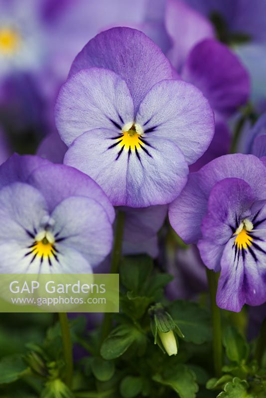Fleurs violettes pâles de variétés Viola