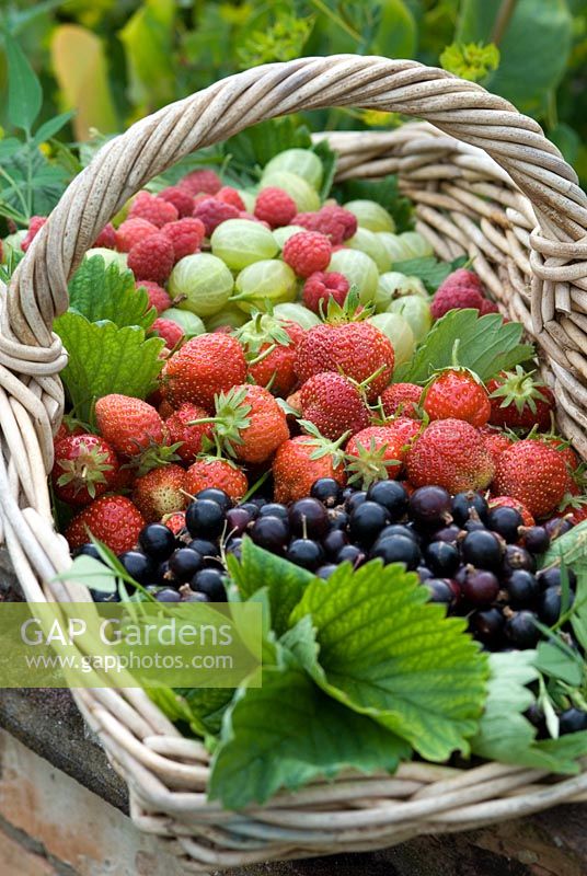 Fragaria - Fraises, Ribes nigrum - Cassis, Ribes uva-crispa - Groseilles à maquereau et Rubus idaeus - Framboises dans une corbeille en osier, tous les fruits biologiques viennent d'être récoltés.