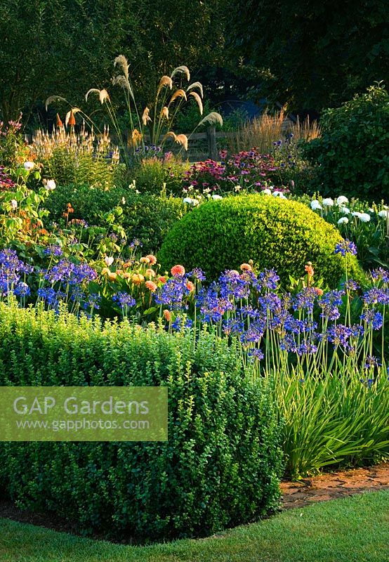 Le parterre avec boîte clippée, Agapanthus 'Headbourne Hybrids', Echinacea purpurea et Cortaderia richardii - Pettifers Garden, Oxfordshire