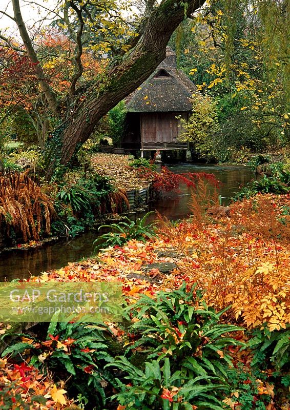 Maison de thé japonaise à cheval sur la rivière Avon avec un tapis de feuilles tombées de Liquidamber styraciflua