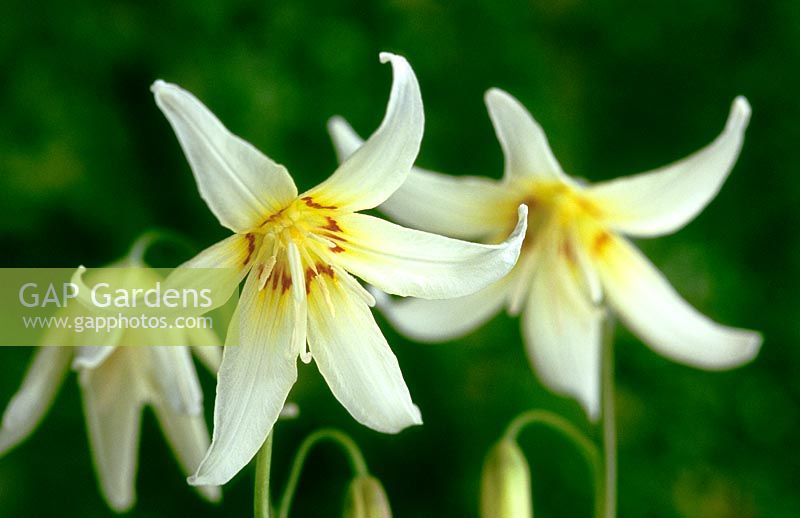 Erythronium revolutum 'White Beauty' - Trout Lily
