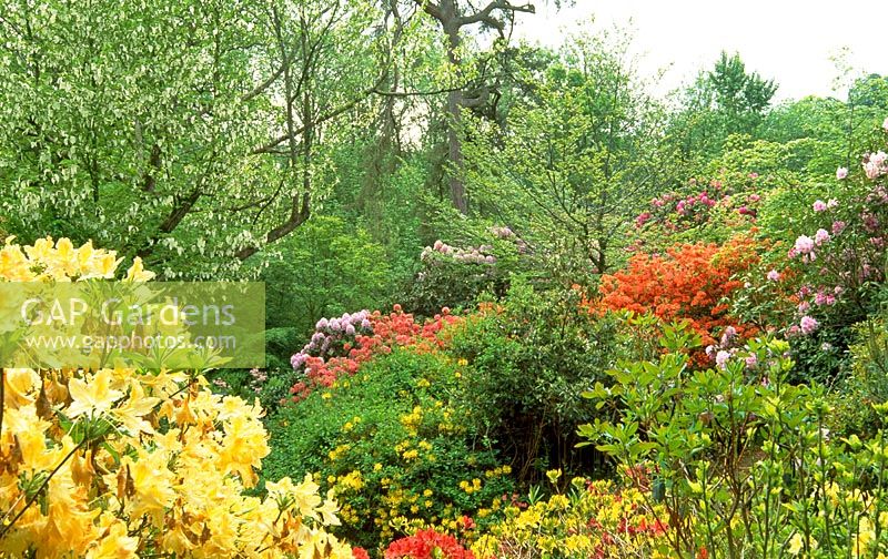 Jardin de printemps avec Rhododendron luteum et Davidia involucrata vue sur le jardin de la vallée, jardins de Minsterne, Dorset.