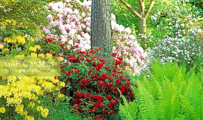 Rhododendron à fleurs rouges 'Tally Ho' à la base d'un pin entouré de Rhododendron luteum, Rhododendron deutzia et Matteuccia struthiopteris - Minterne Gardens, Dorchester, Dorset