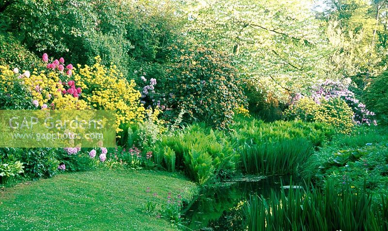 Fleurs jaunes parfumées de Rhodendron luteum à côté de la rivière Cerne avec Davidia involucrata en arrière-plan - Minterne Gardens, Dorchester, Dorset