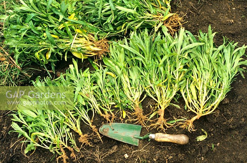 Bon exemple d'un bouquet de giroflées à racines nues avec des plantes bien ramifiées et des racines saines