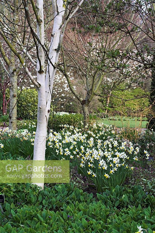 Betula utilis var. jacqumantii 'Silver Shadow' avec Narcisse 'Jack Snipe à RHS Gardens Rosemoor