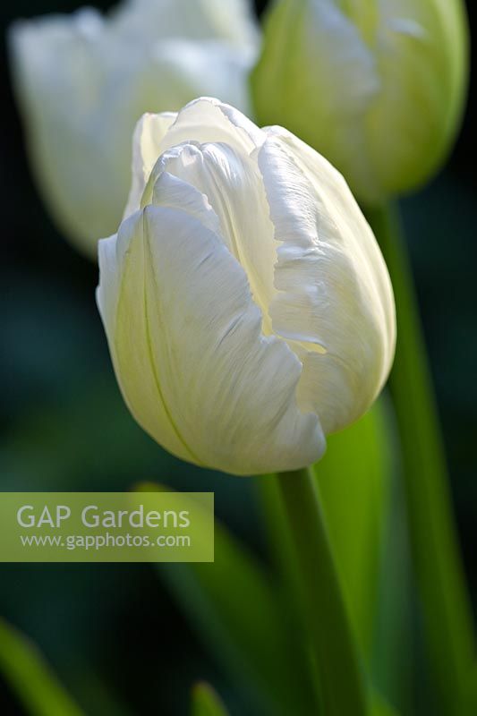 Tulipa 'Perroquet blanc'