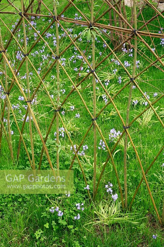 Clôture décorative en saule formée en poussant des baguettes de saule vivant dans le sol - Bluebells émergeant de l'herbe