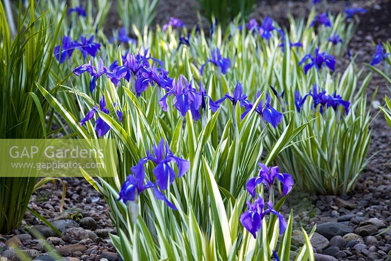 Iris laevigata 'Variegata'