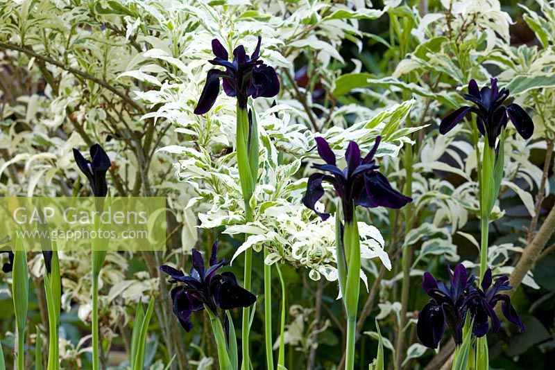 Iris chrysographes poussant devant Forsythia x intermedia 'Yosefa'