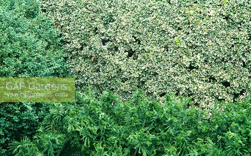 Mur d'Euonymus panaché avec Buxus et Dryopteris affinis 'Cristata' en face - Herterton House, nr Cambo, Morpeth, Northumberland