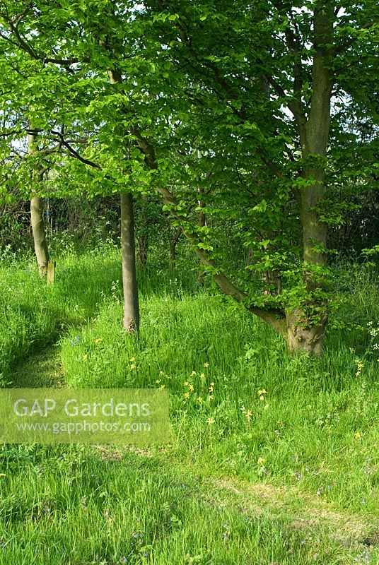 Chemin tondu à travers les hautes herbes avec Cow Parsley et Primula veris, conduisant à de petits bois avec Carpinus betulus au début de mai