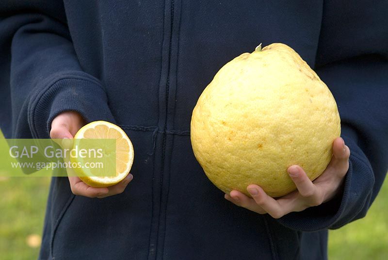 Citrus Limon - Extra large citron d'Italie par rapport à un citron de taille normale