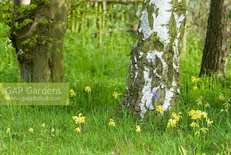Primula veris dans l'herbe longue à l'orée d'un bois avec Betula et Carpinus betulus début mai à Gowan Cottage, Suffolk