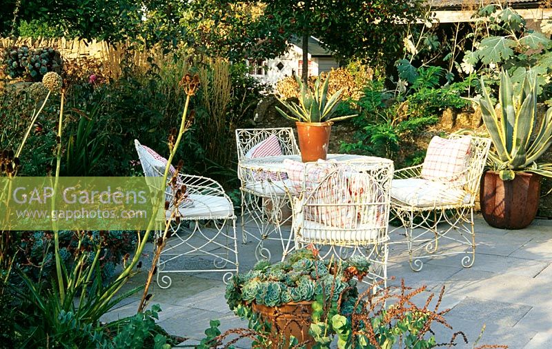 Coin salon avec plantes succulentes en pot entouré de parterre de fleurs mélangé contenant Erngium agavifolium et aubépines - Yews Farm, Martock, Somerset
