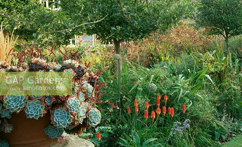 Pot de Echeveria elegans cadres parterre de fleurs mélangé près de maison contenant Crateagus x lavallei, Kniphofia 'John Benary', Erngiums et Rosa glauca - Yews Farm, Martock, Somerset