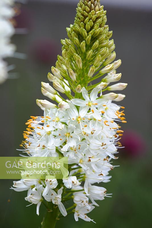 Fleurs émergentes d'Eremurus himalaicus - Lys de la sétaire de l'Himalaya