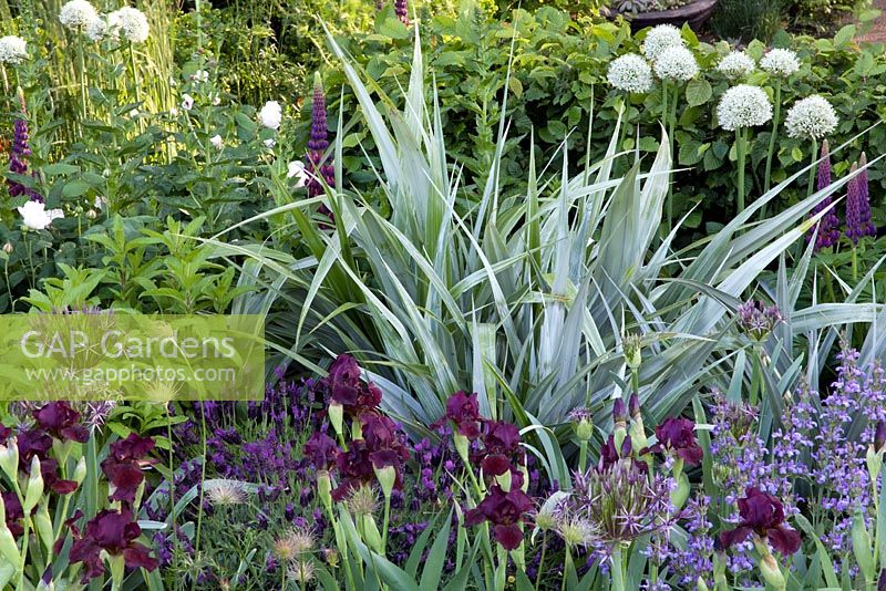 Astelia chathamica 'Silver Spear', Iris 'Langport Wren' et Allium blanc dans The Bupa Garden, Design Cleve West, sponsor BUPA - Chelsea Flower Show 2008, médaille d'or.