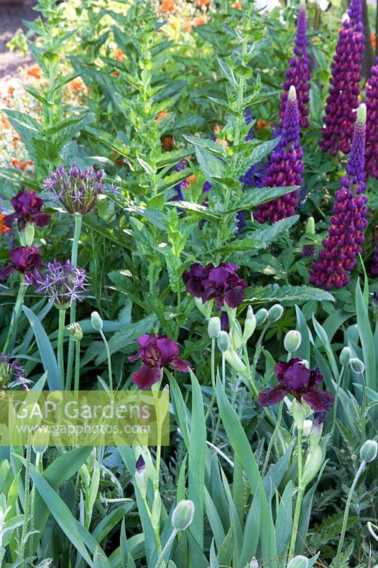 Allium albopilosum, Iris 'Langport Wren', Lupinus violet et Poppy budsin The Bupa Garden, Design - Cleve West, sponsor - Bupa, médaillés d'or au Chelsea Flower Show 2008