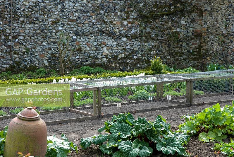 Cage métallique protectrice dans jardin potager clos avec bordure de légumes à la rhubarbe et forceur