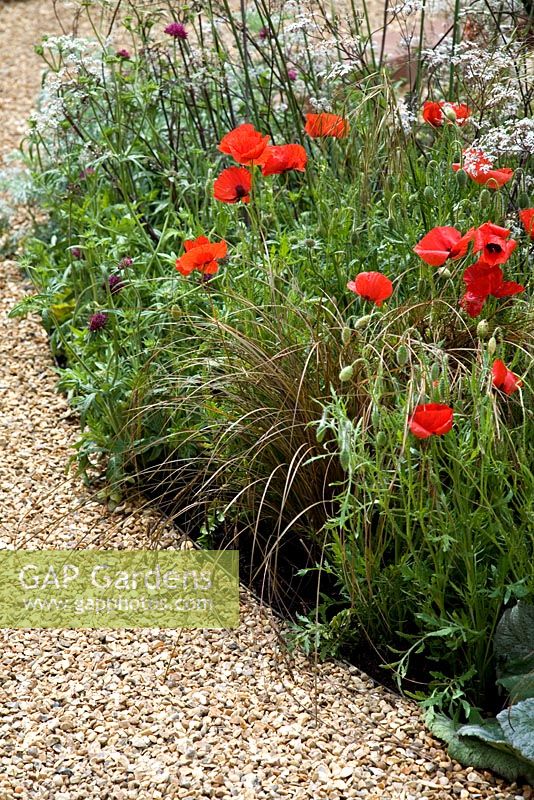 Combinaison de plantes de la plus grande pièce de la maison, conception - Denise Preston, commanditaire - GMI Property Company, la Royal British Legion, Toc H à Chelsea 2008