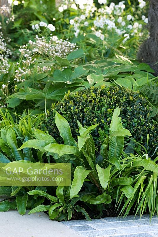 Combinaison de plantes de A CAdogan Garden, sponsor Cadogan Estates Ltd. Design - Robert Myers. RHS Chelsea Flower Show 2008. Gagnant de la médaille d'or