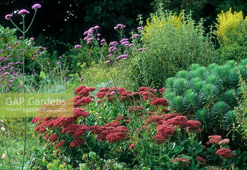 Jardin sec en octobre avec Sedum 'Autumn Joy', Euphorbia characias et Verbena bonariensis - Beth Chatto ' s, Elmstead Market, Essex