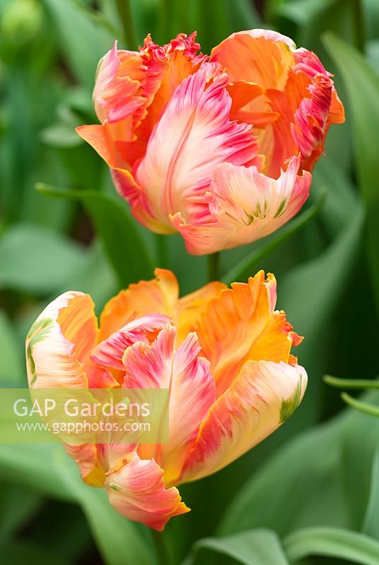 Tulipa 'Perroquet abricot'