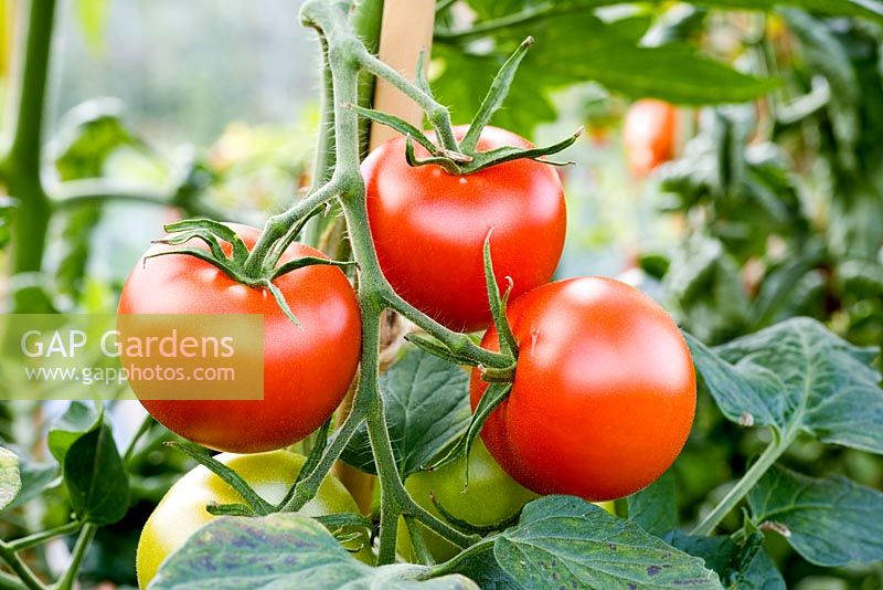 Lycopersicon esculentum 'Shirley' - Variété de tomate ronde moyenne élevée pour sa résistance à la brûlure des feuilles de la tomate