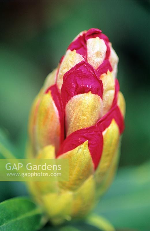 Rhododendron 'Cosmopolitan' - Bourgeon non ouvert