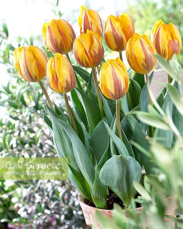 Tulipa 'Prinses Margriet'