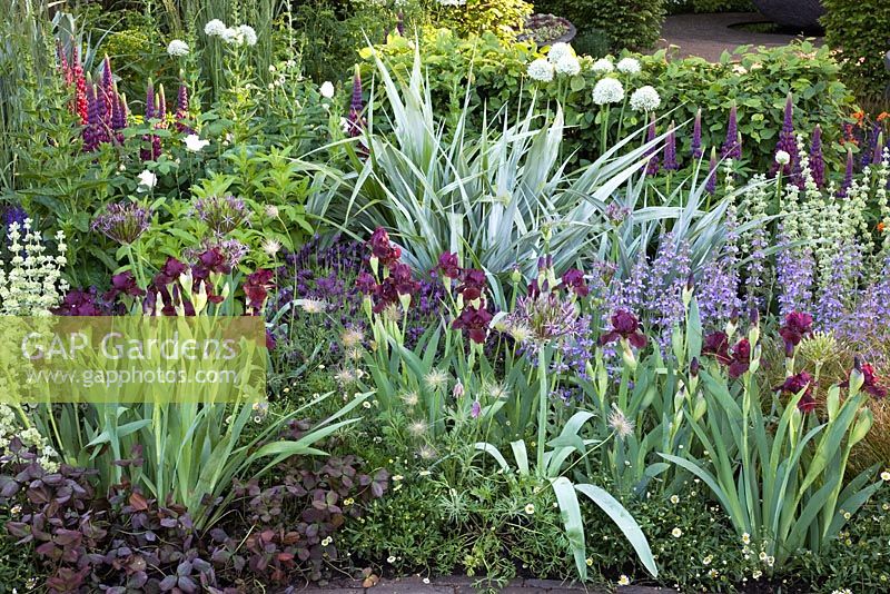The Bupa Garden conçu par Cleve West, RHS Chelsea 2008 avec Iris 'Langport Wren', Lupinus 'Masterpiece', Ballota pseudodictamnus et Allium christophii - Médaillés d'or