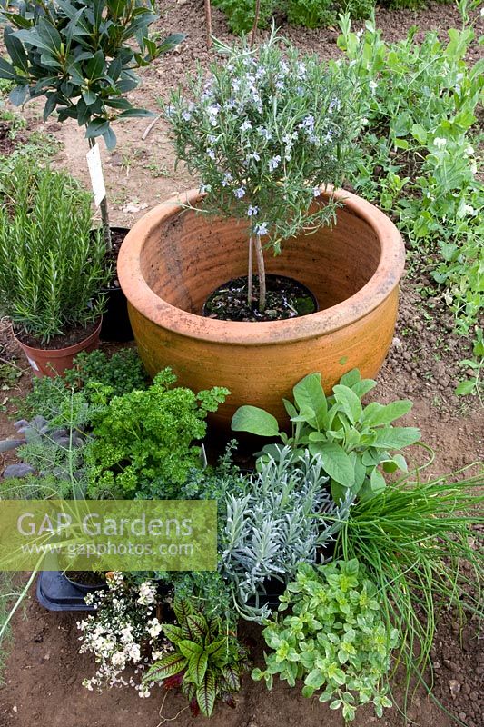 Plantation d'un pot d'herbes mixtes - sélection de plantes