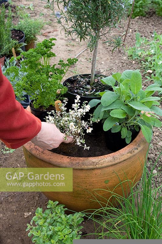 Planter un pot d'herbes mixtes - choisir les plantes