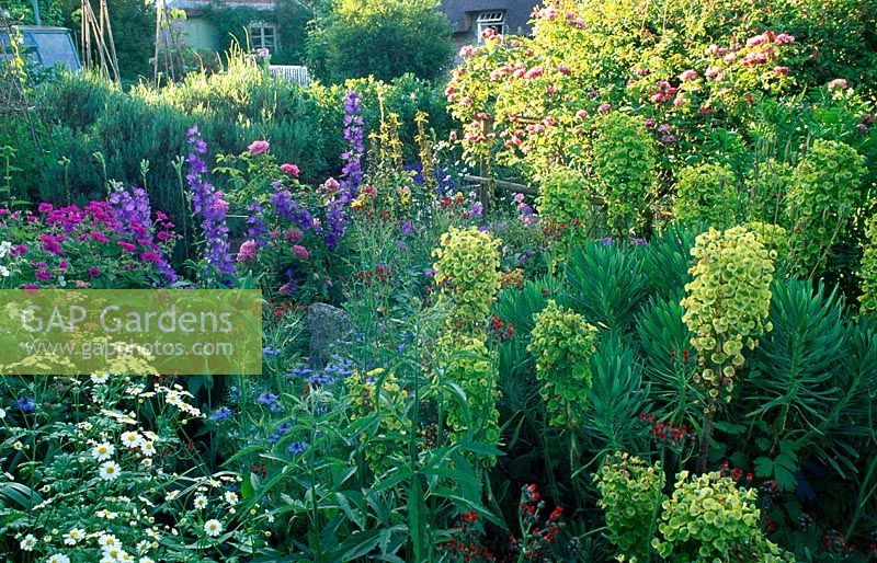 Parterre de fleurs avec Euphorbia Wulfenni et Rosa 'Ferdinand Pichard' - Chaumière, East End, Oxfordshire