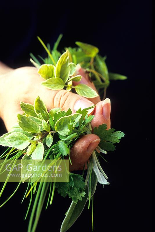 main tenant un tas d'herbes fraîchement cueillies, y compris la ciboulette, le persil et le basilic panaché