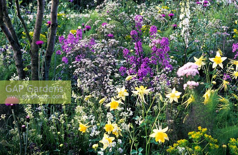 Plantation de jardin sauvage avec fusée douce parterre de fleurs, Aquilegia et Anthriscus 'Ravenswing' - Jardin - Le jardin QVC, Design - Patrick Clarke et Sarah Price, sponsor QVC