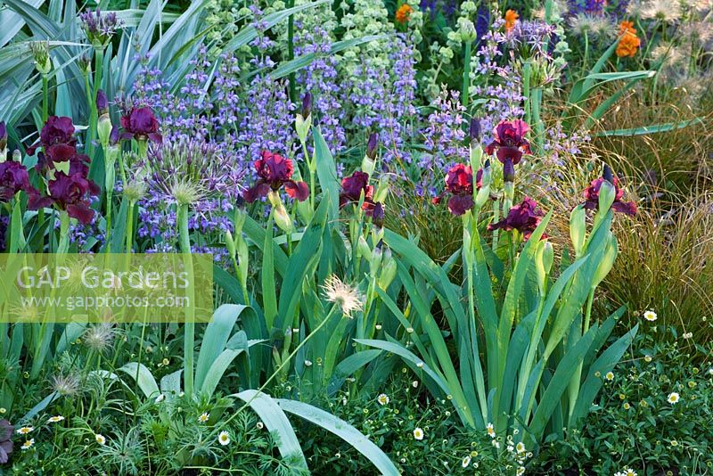 Iris 'Langport Wren' - Jardin - Le Jardin Bupa, Design - Cleve West, Sponsor - Bupa - Palmarès