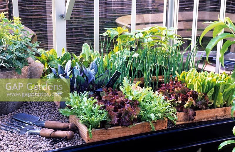 Des plateaux de semences en bois avec des plants de légumes mélangés sur des étagères de mise en scène en serre Mai